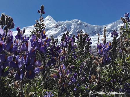 Andean Peaks
