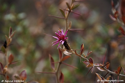 Qonsti kasha Flower (Huayhuash)