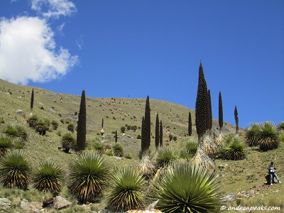 Puyas Raymondi - Pastoruri