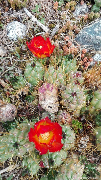 Flower - Cordillera Blanca